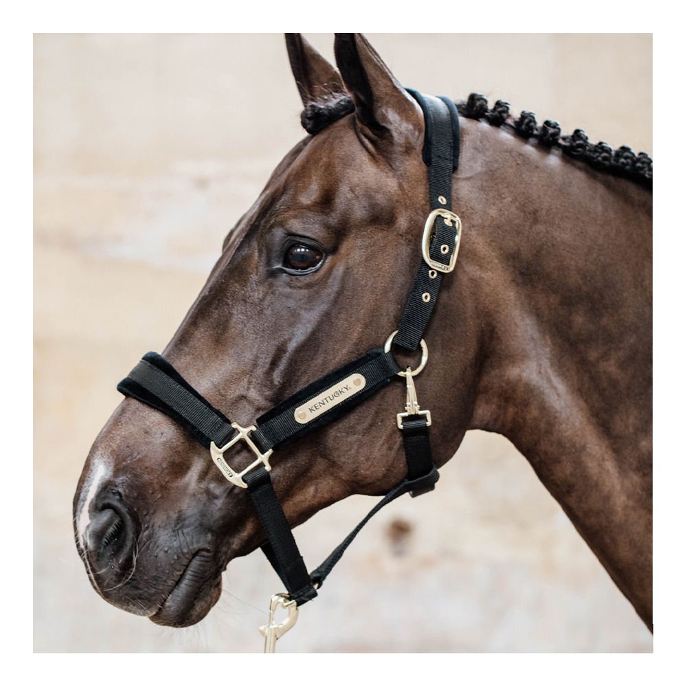 Kentucky VELVET - Licol black
