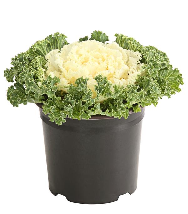 Zierkohl