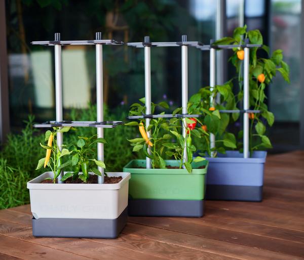Gusta Garden Chili-Pflanztopf Charly Chili,