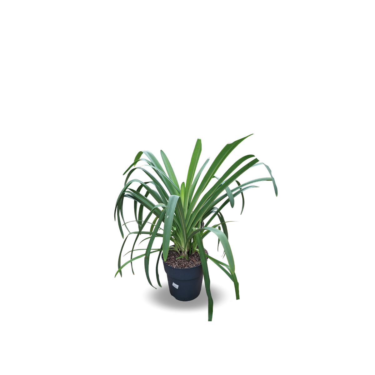 Agapanthe charlotte®/agapanthus x 'charlotte'®[-]pot de 4l - 40/60 cm