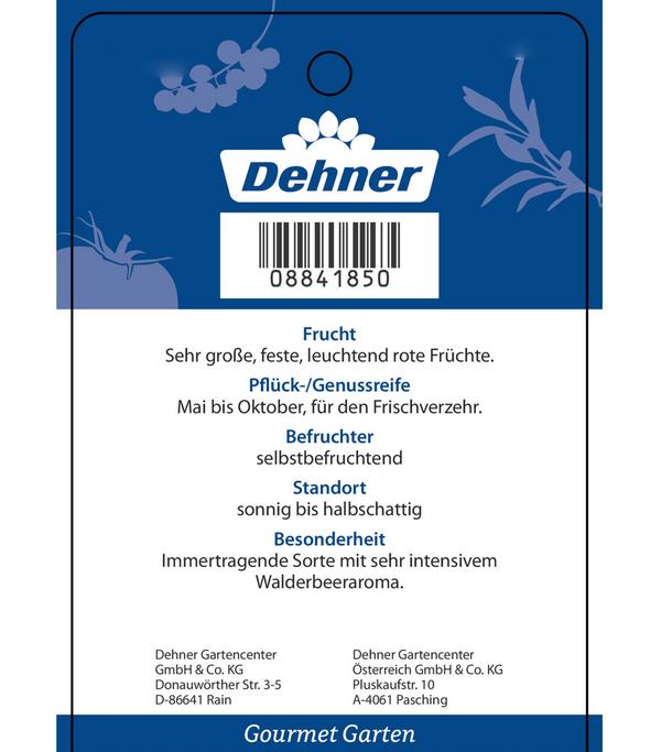 Dehner Gourmet Garten Erdbeere 'Mara des bois'