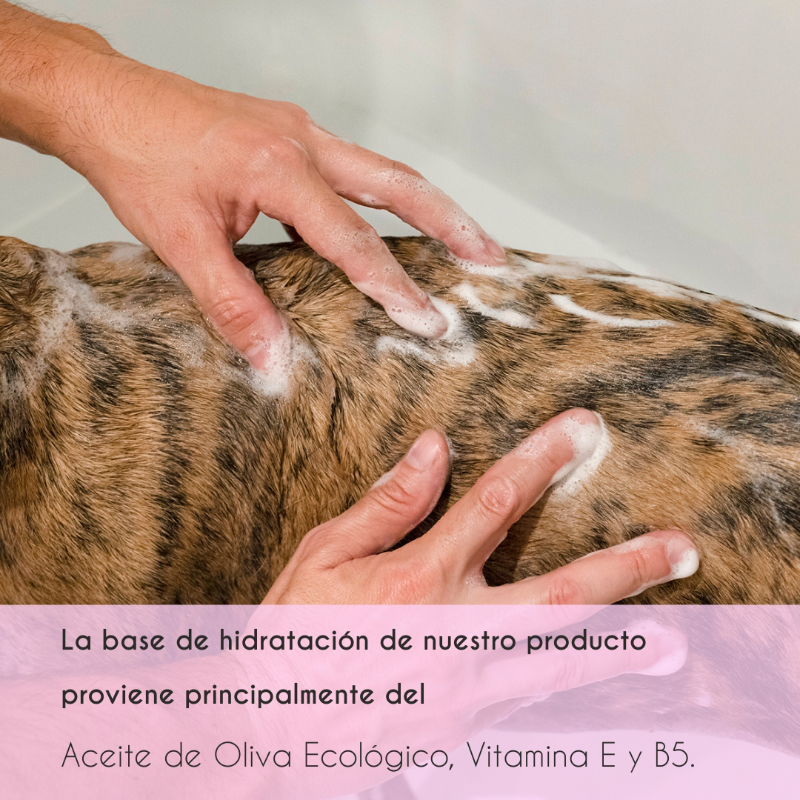 Kit Petuxe com shampoo e condicionador para cães aquáticos e cães de pelo encaracolado.