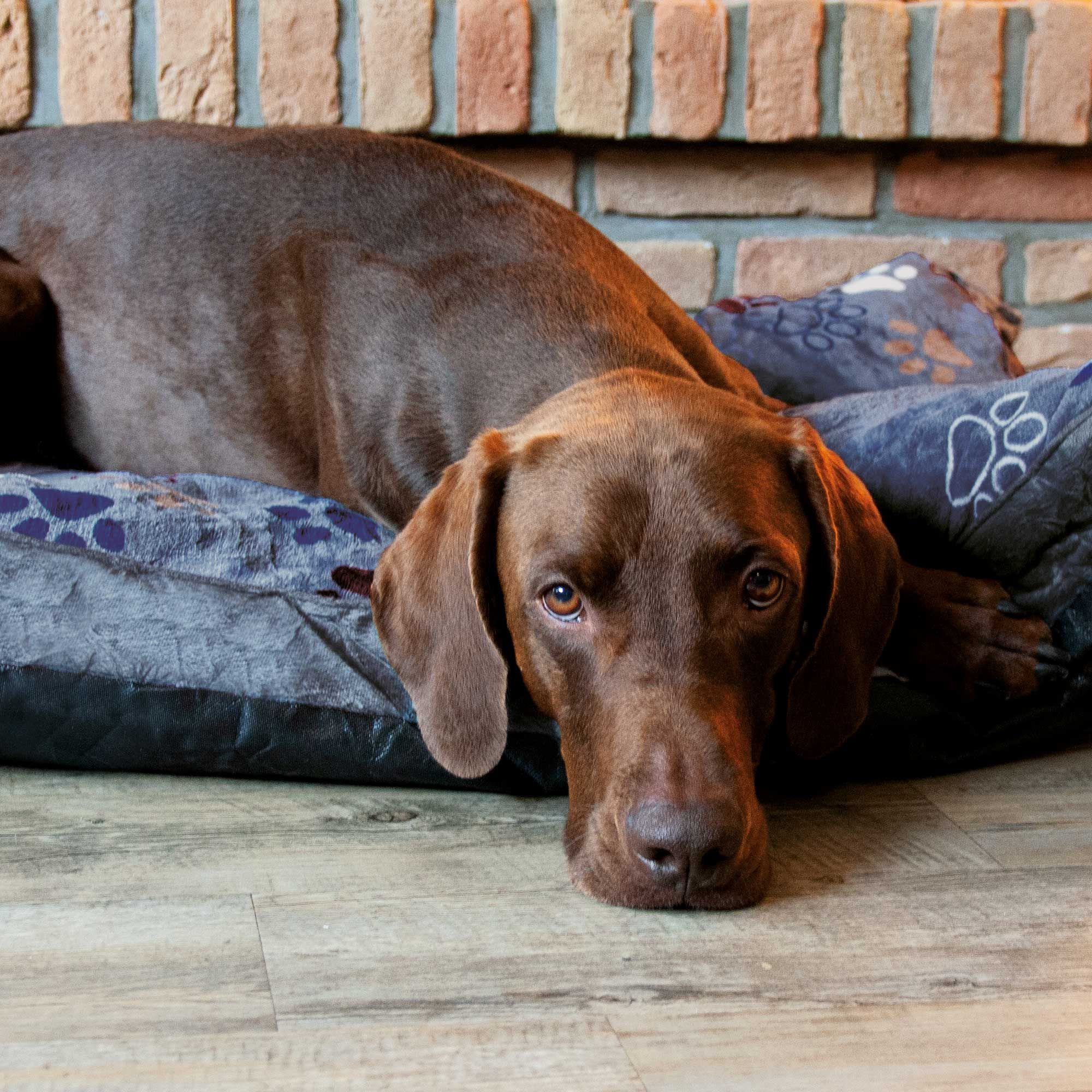 Komfortkissen 140x100x15 cm - Hundekissen Lissi - grau - Bezug abnehmbar - waschbar