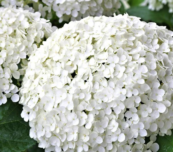 Schneeball-Hortensie 'Strong Annabelle®'