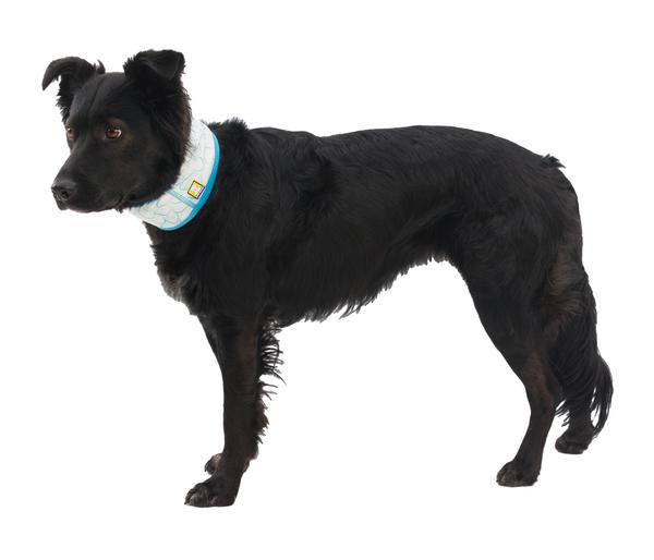 RUFFWEAR® kühlendes Hundehalstuch Swamp