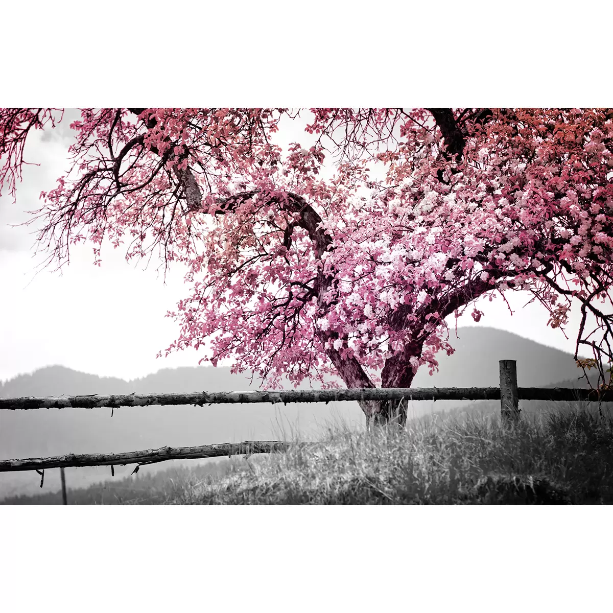 Kunstdruck DCP 90x58 rosa Baum grau,rosa