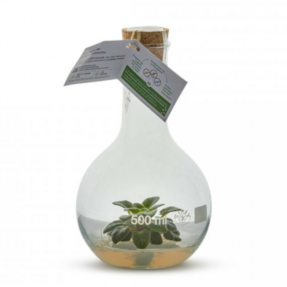 Plantaphore st paulia blanc 500 ml