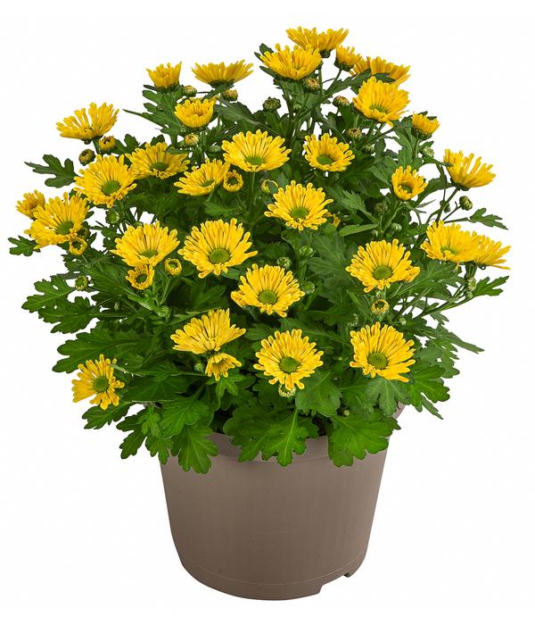 Chrysantheme 'Swifty', ca. 20-30 cm,