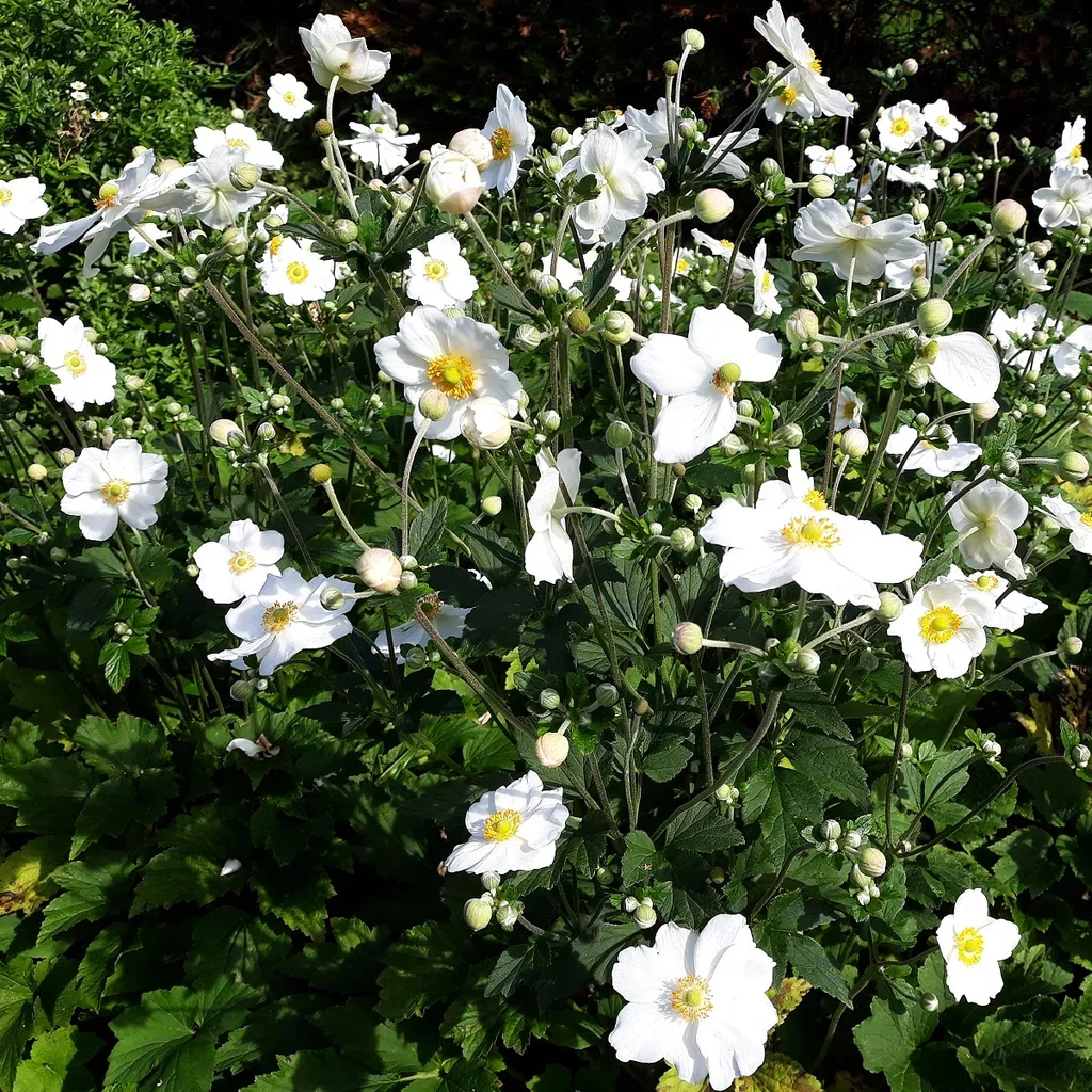 Anemone x hybrida 'Honorine Jobert' Høstanemone 'Honorine Jobert' Ø11 cm