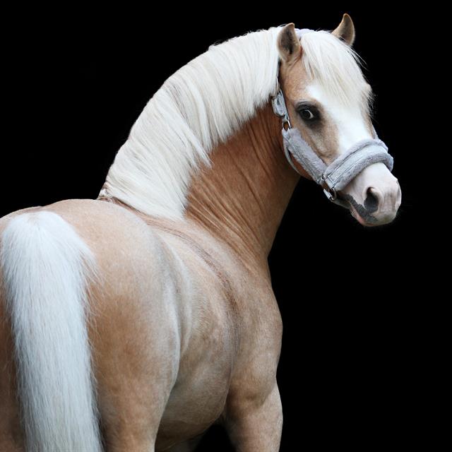 Halster HORSEGEAR HGReno Grijs
