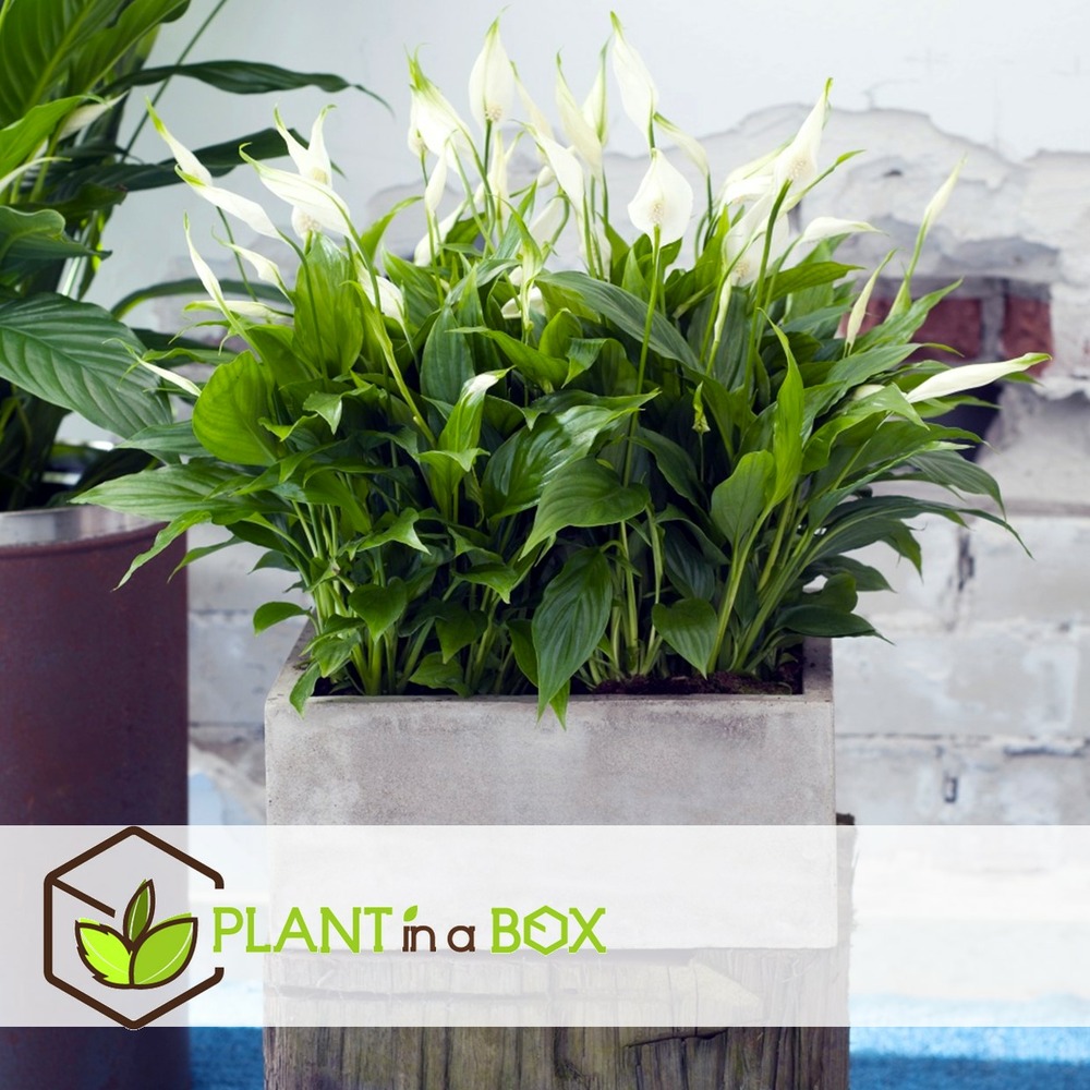 Spathiphyllum 'spoonplant' - set de 2 - pot 12cm - hauteur 30-40cm