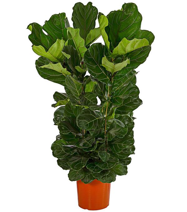 Geigenfeige - Ficus lyrata, dreitriebig