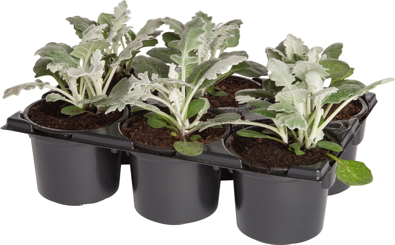 Kruiskruid (Senecio maritima) sixpack D 9 H 10 cm
