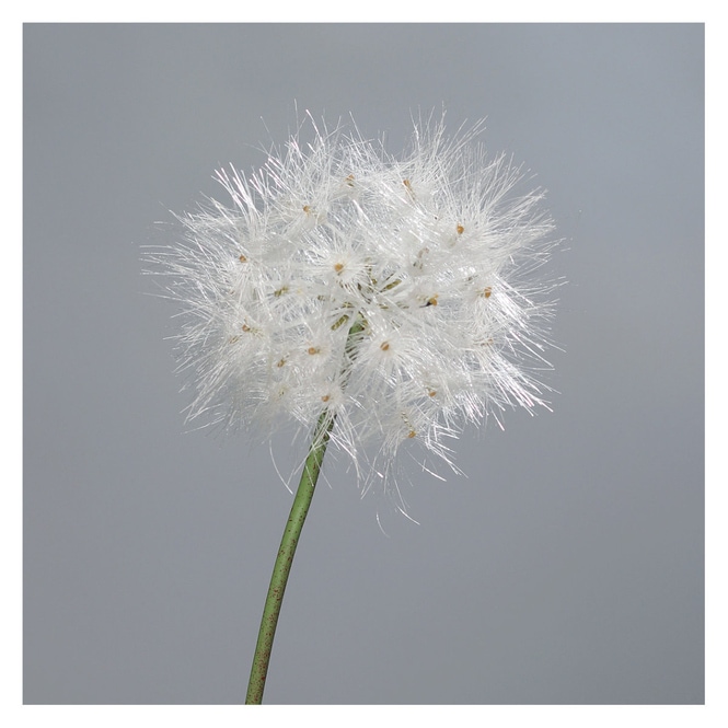 Pusteblume - ca. 80 cm - weiß
