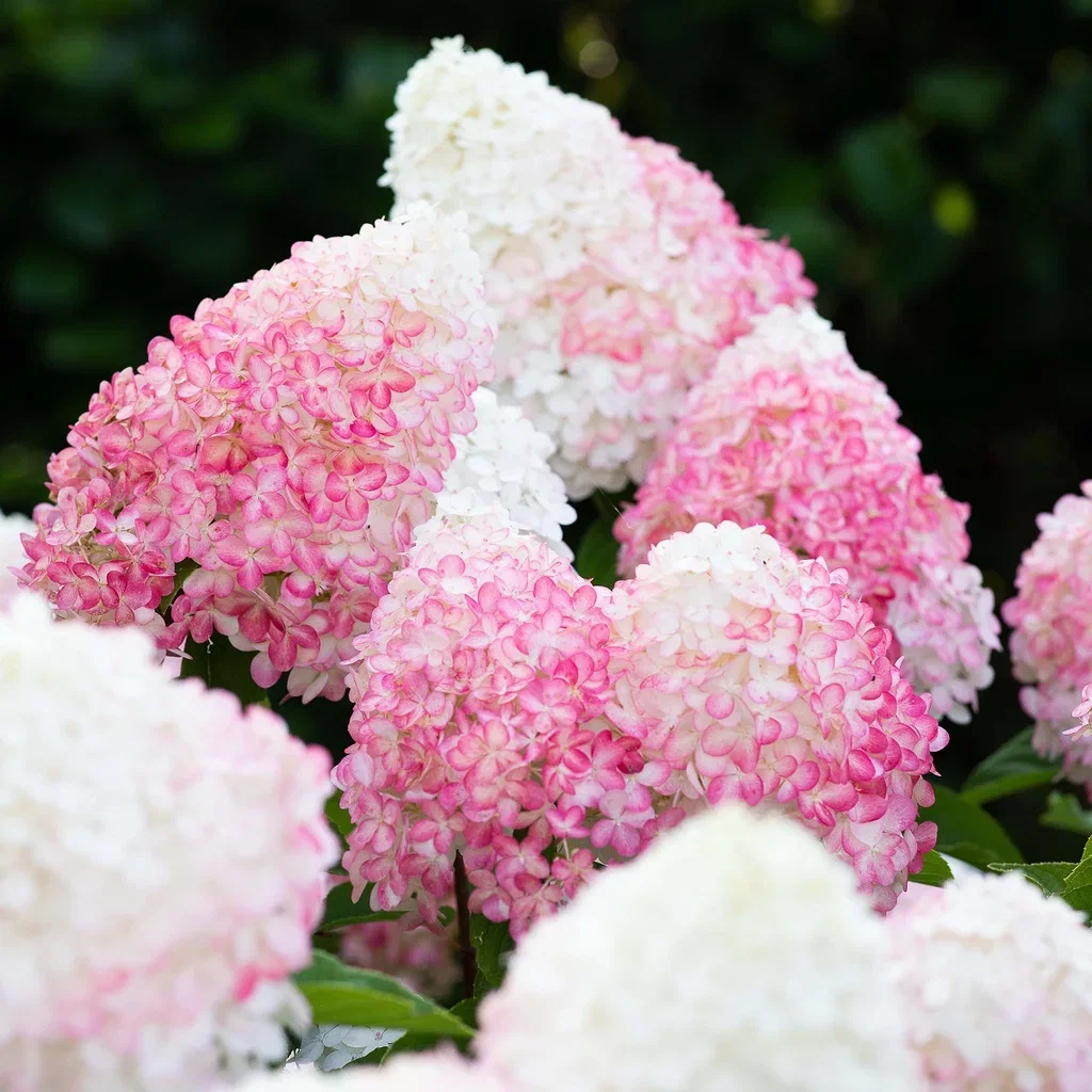 Hydrangea paniculata LIVING PINK & ROSE® Syrinhortensia LIVING PINK & ROSE® Ø23 cm