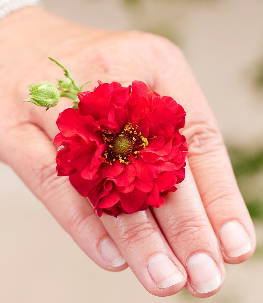 Geum 'Firestarter®'