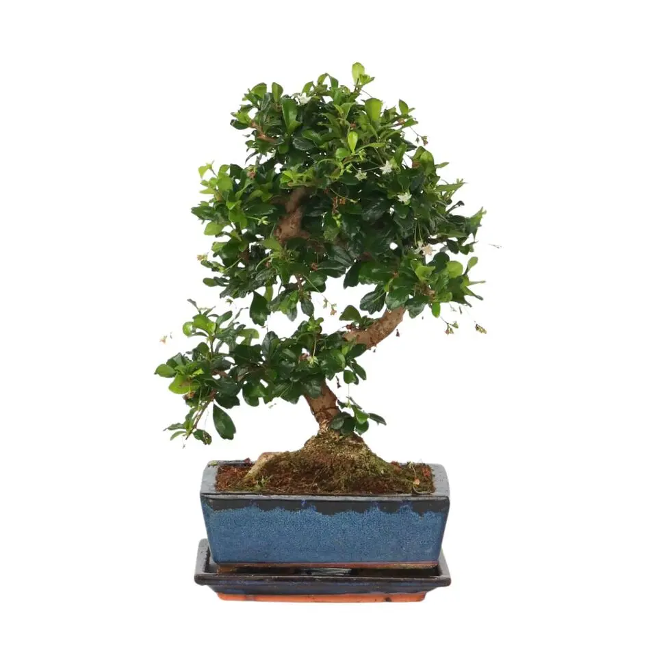 Bonsai - Carmona microphylla - Hoogte 25-30cm - ⌀20cm