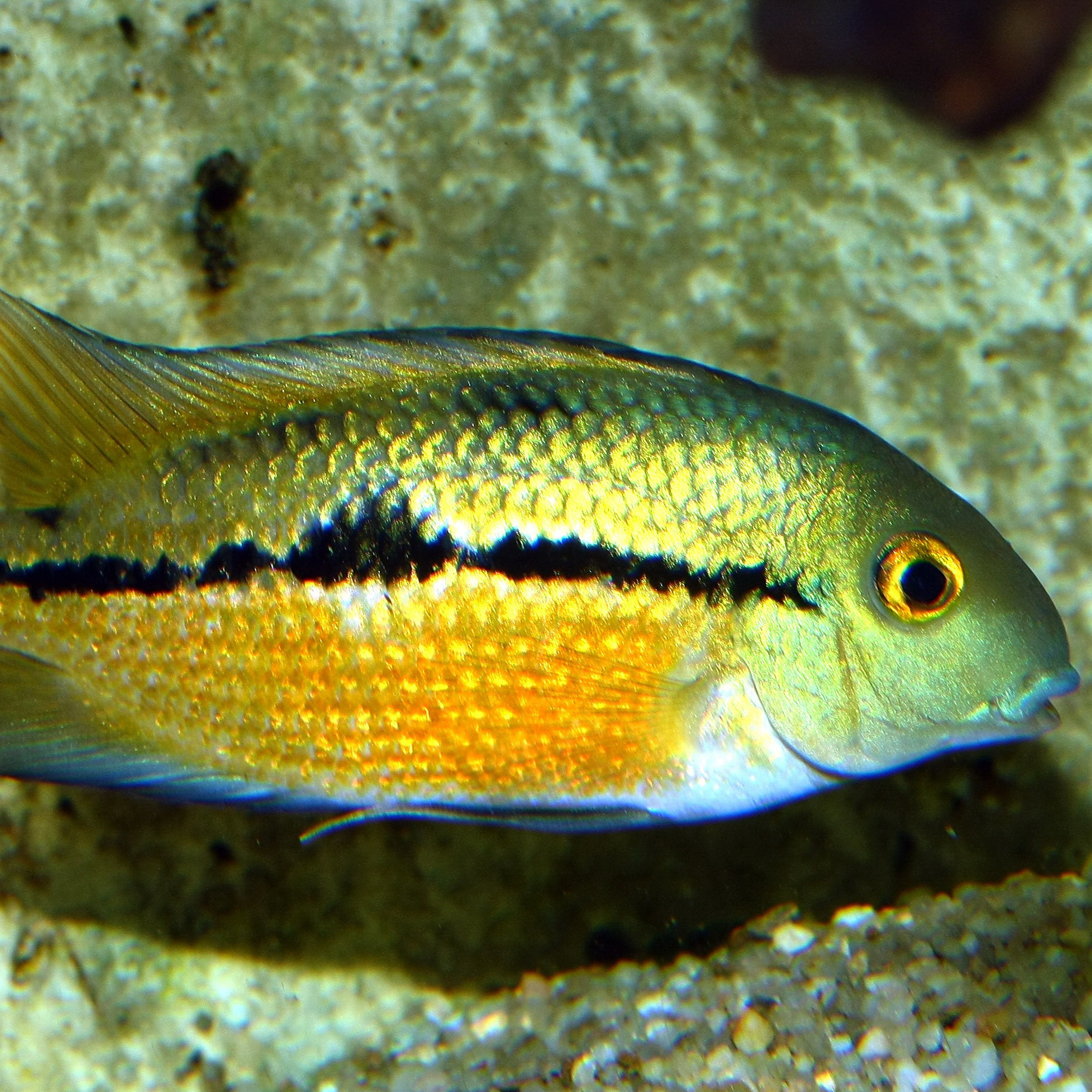 JBL Pronovo Cichlid Grano M 1000ml | Aquariumvoer