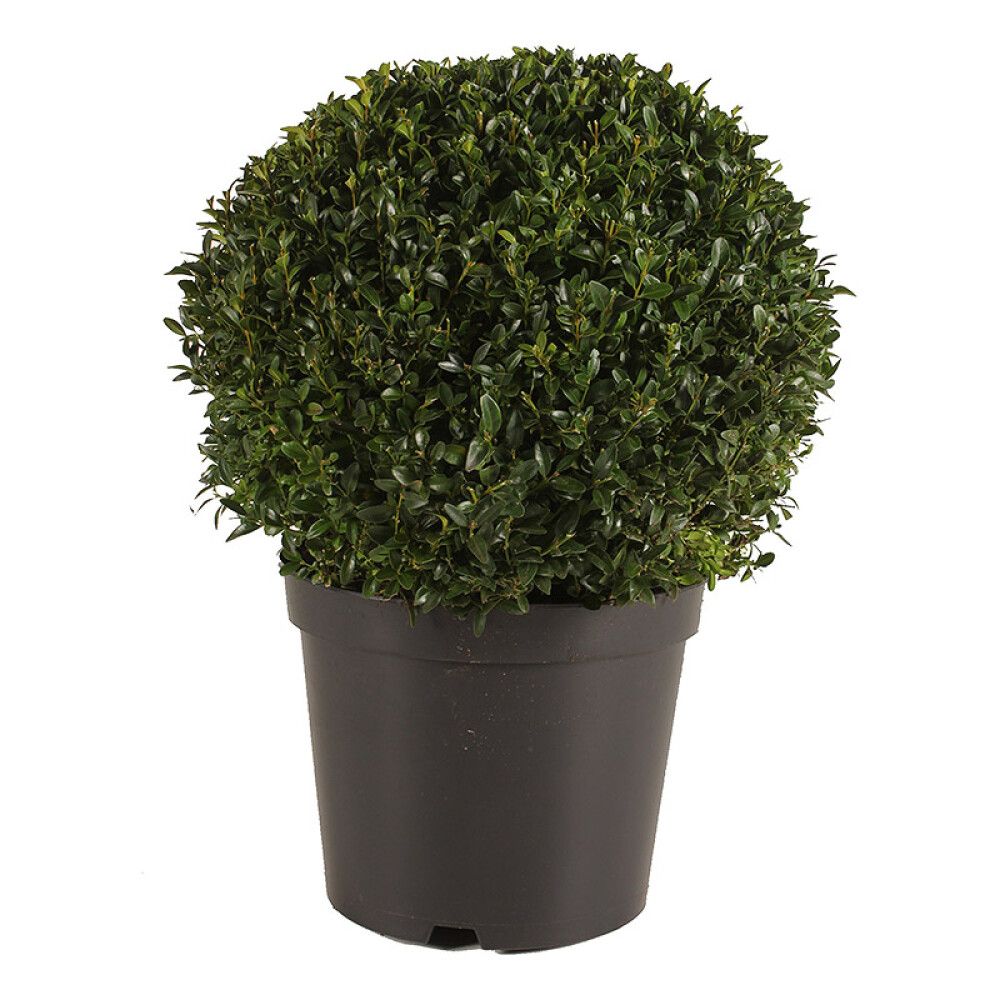 BUKSBOM BALL 29CM