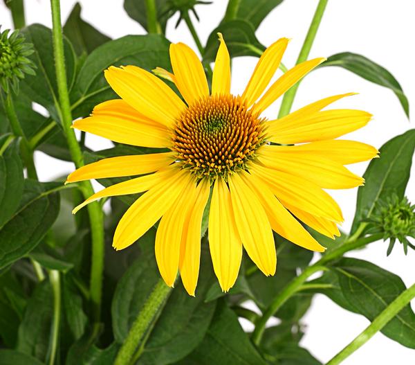 Garten-Scheinsonnenhut 'Cheyenne Spirit'