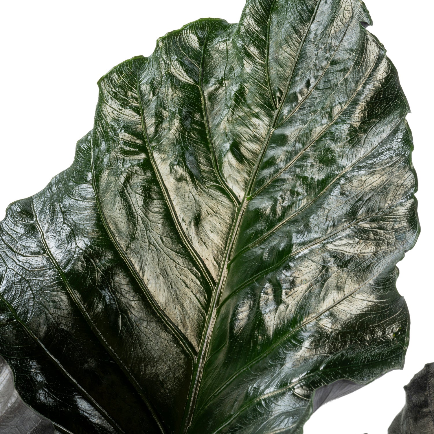Alocasia (Alocasia chienlii 'Antoro Velvet') D 24 H 90 cm