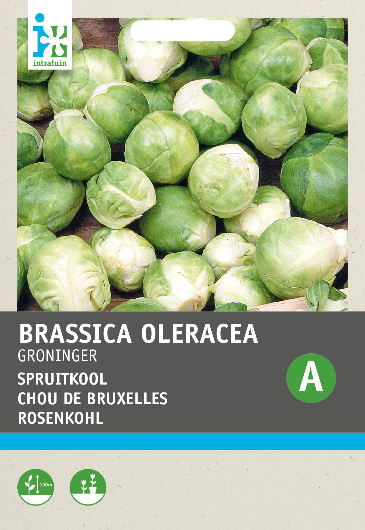 Intratuin groentezaad Spruitkool (Brassica oleracea 'Groninger Westland')