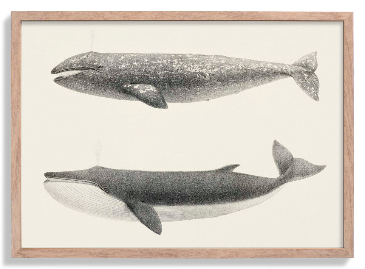 Walpintada und Orka
