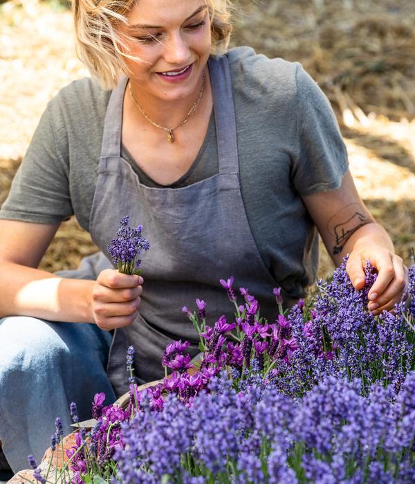 Lavendel