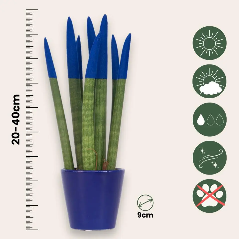 Afrikaanse Speerplant - Sansevieria cylindrica - Hoogte 20-40cm - Pot 9cm