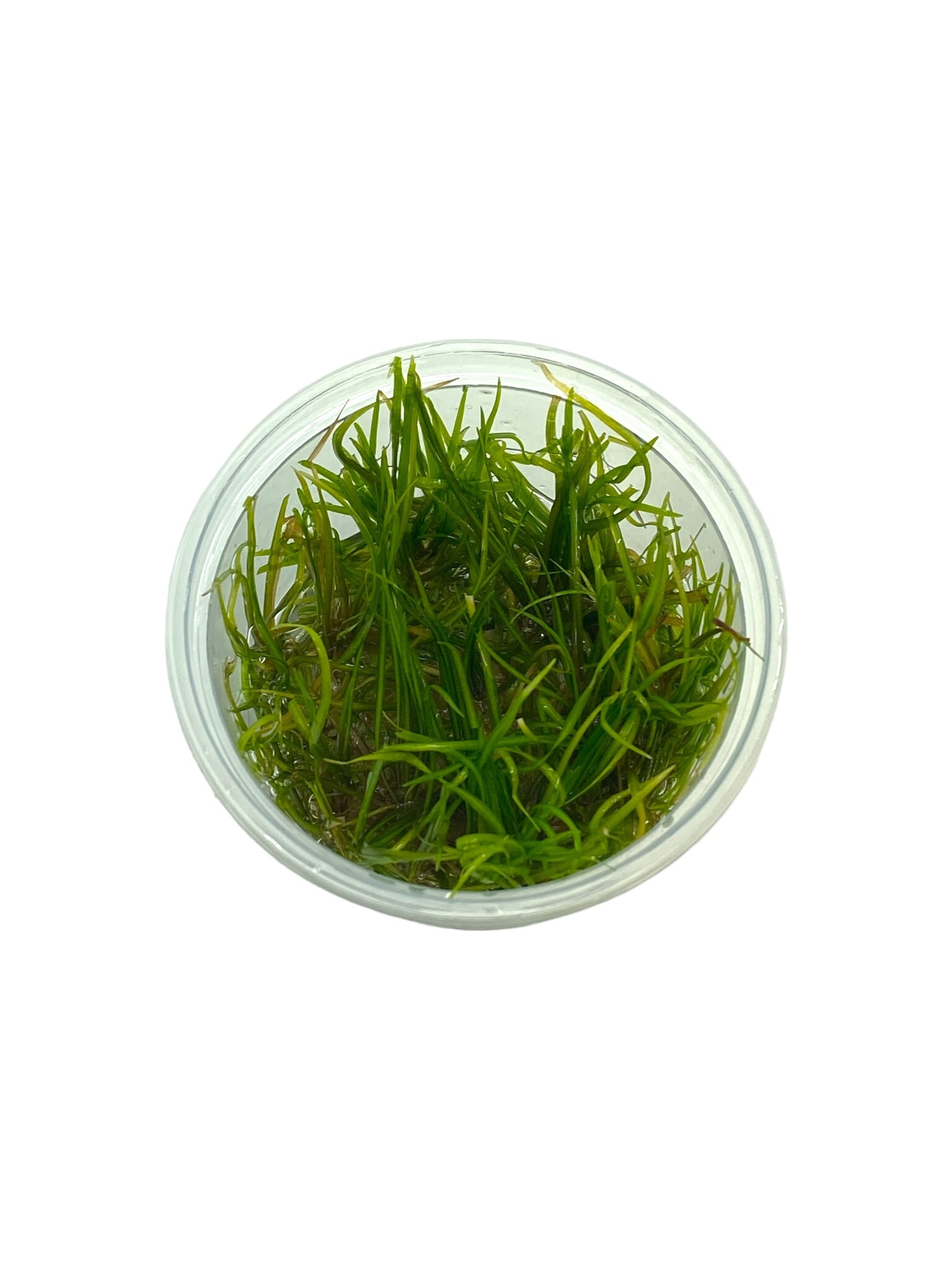 Waterplant Helanthium Tenellum in-vitro