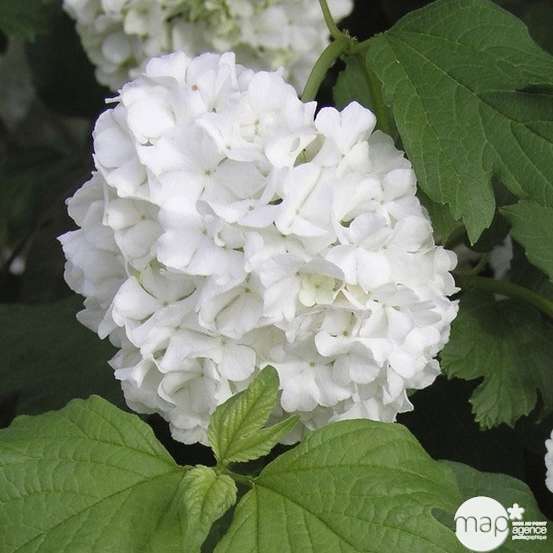 Viburnum opulus ' Roseum ' : H 60/80 cm ctr 4 litres