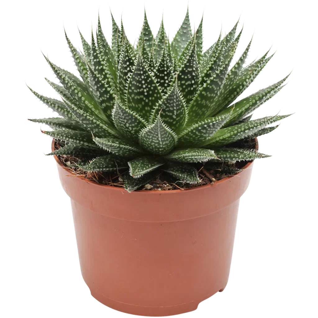 Aristaloe aristata 'Magic' Børstealoe Høyde 18 cm