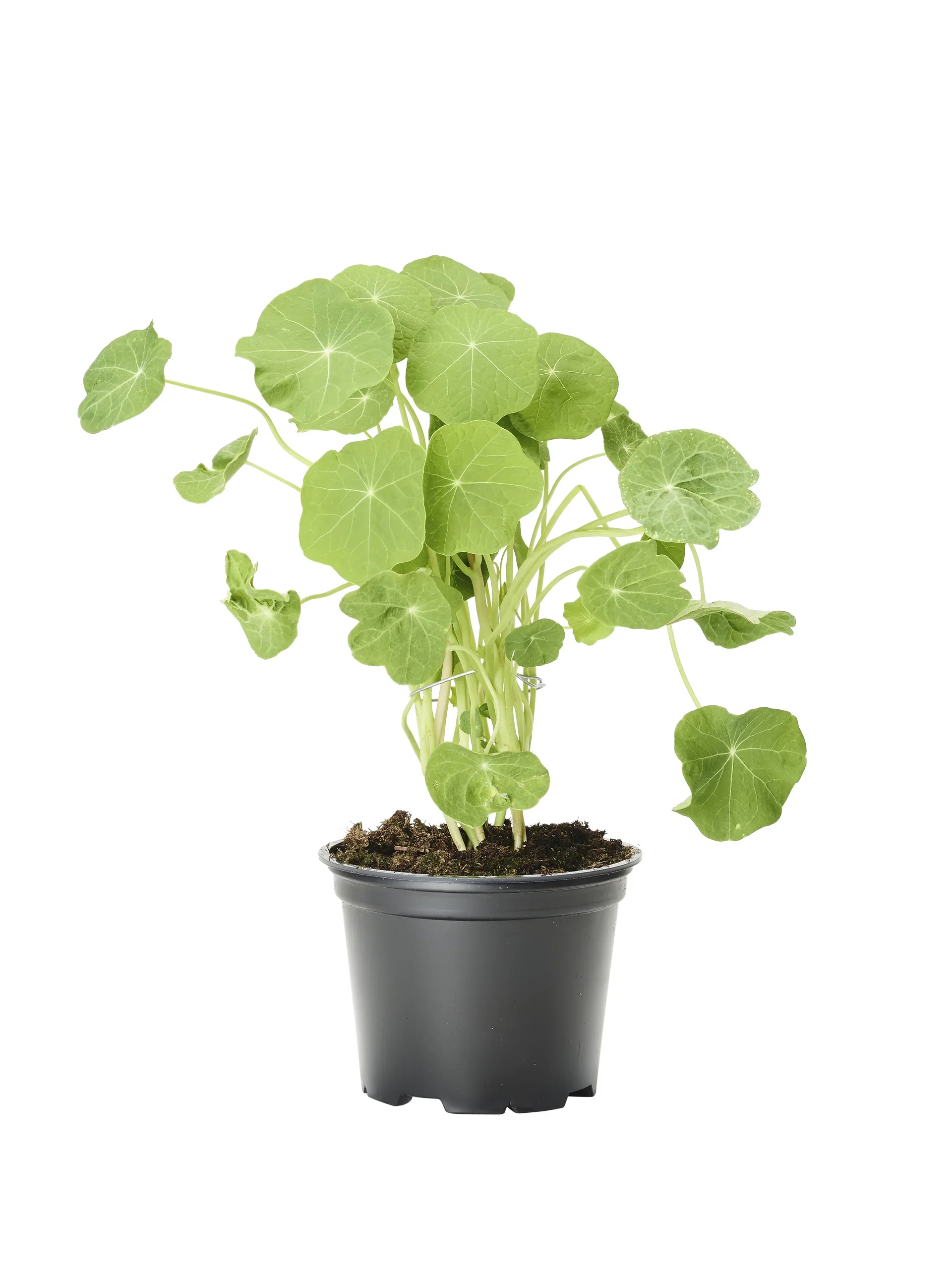 Tropaeolum 12 cm Blomkarse Ø12 cm