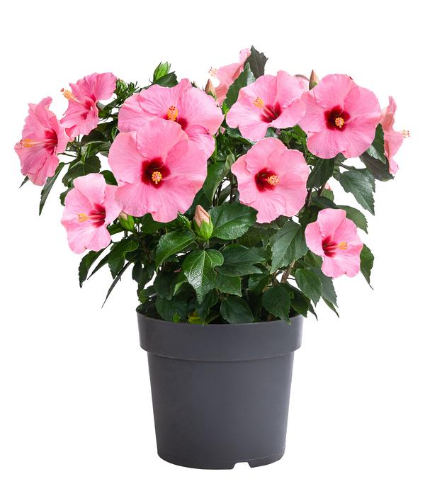 Zimmerhibiskus - Hibiscus rosa-sinensis,