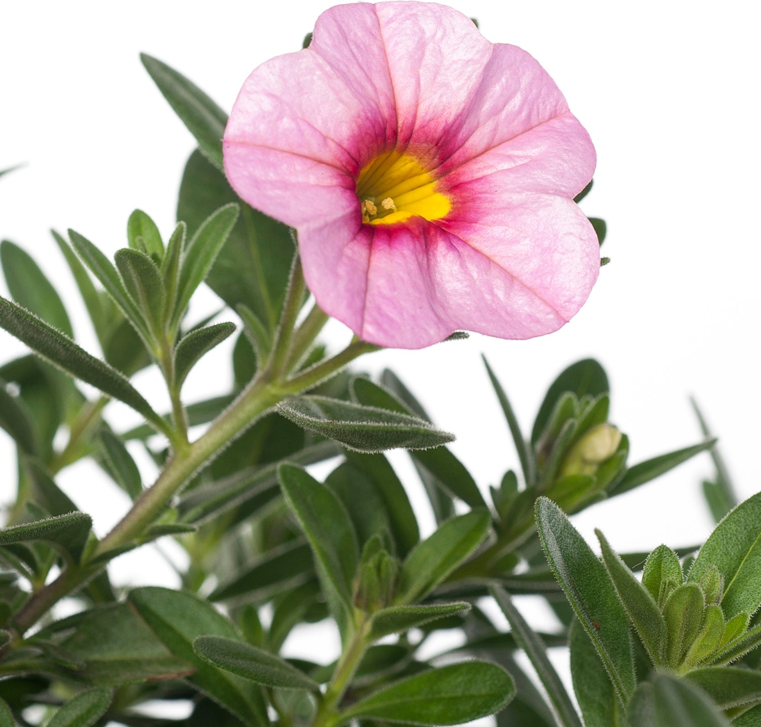 Minipetunia (Calibrachoa) D 17 H 25 cm