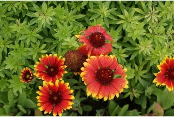 Kokardebloem (Gaillardia 'Kobold') D 9 H 5 cm
