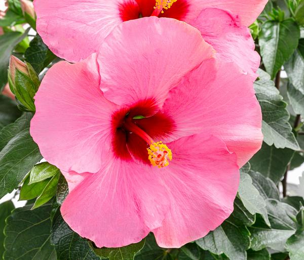 Zimmerhibiskus - Hibiscus rosa-sinensis,