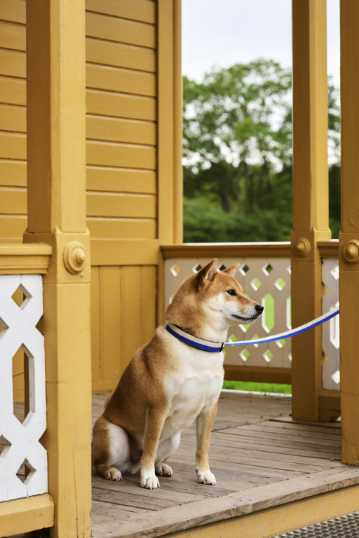 Hay Dogs halsband M/L Blue/Off-White