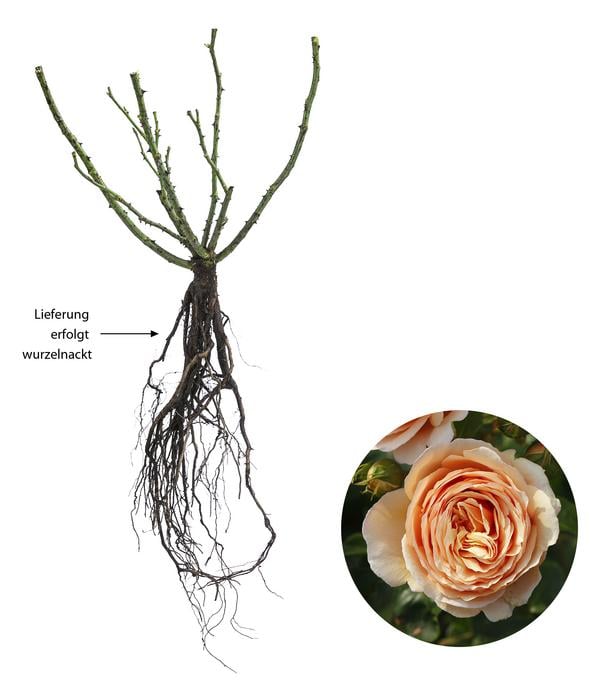 Edelrose 'Tropicana®'
