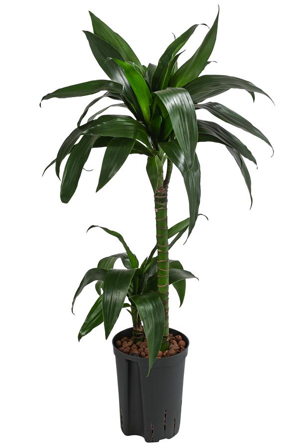 Drachenbaum - Dracaena 'Janet Craig',
