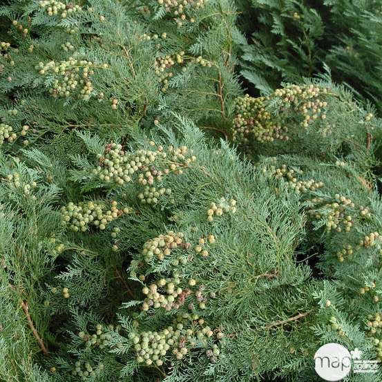 Chamaecyparis Lawsoniana 'Minima Glauca' : H. 25/30 cm, pot 4L