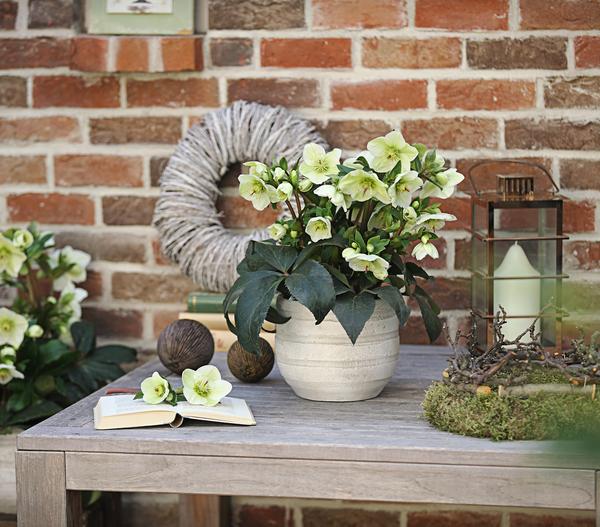 Schneerose 'Ice 'n' Roses® White' -