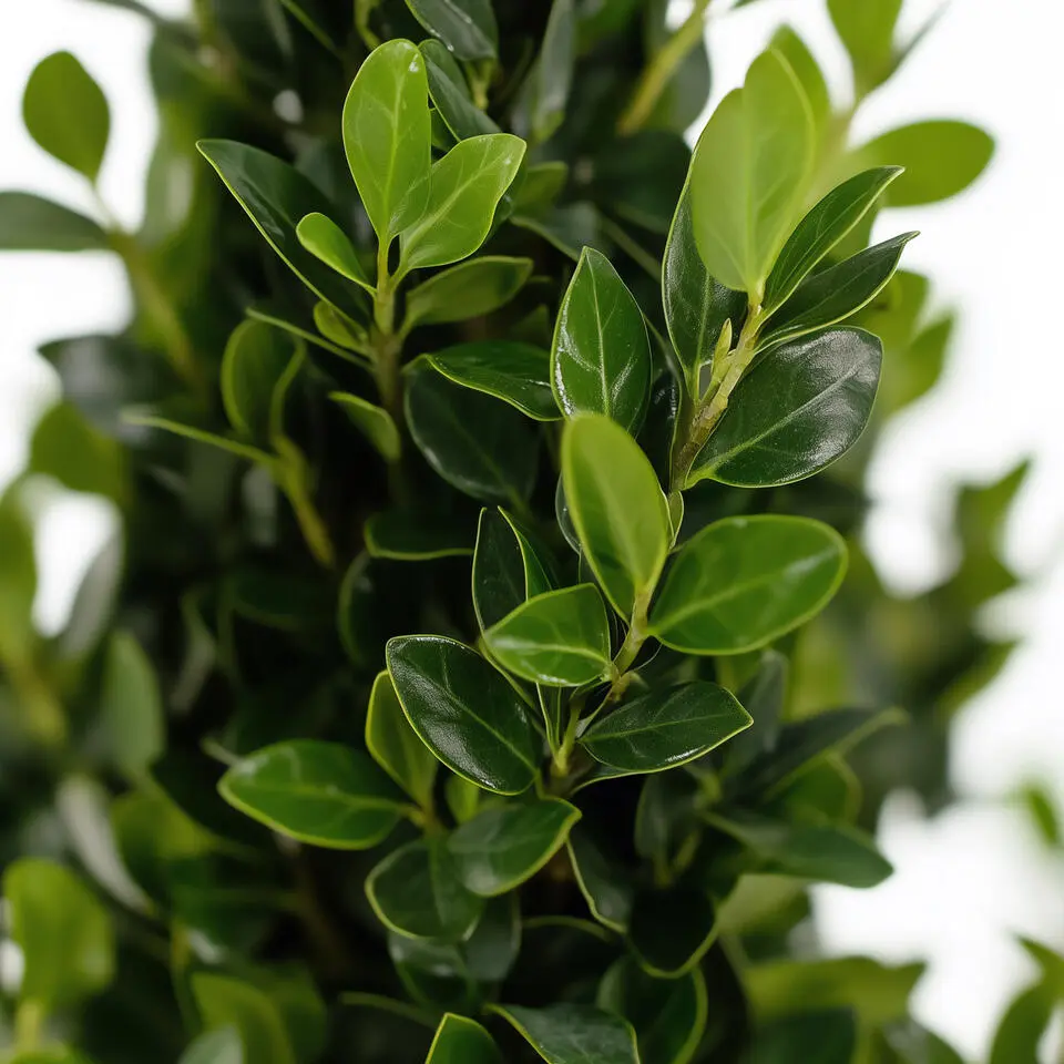 Hulsthaag - Set van 48 - Ilex crenata 'Jenny' - Hoogte 10-20cm - ⌀9cm