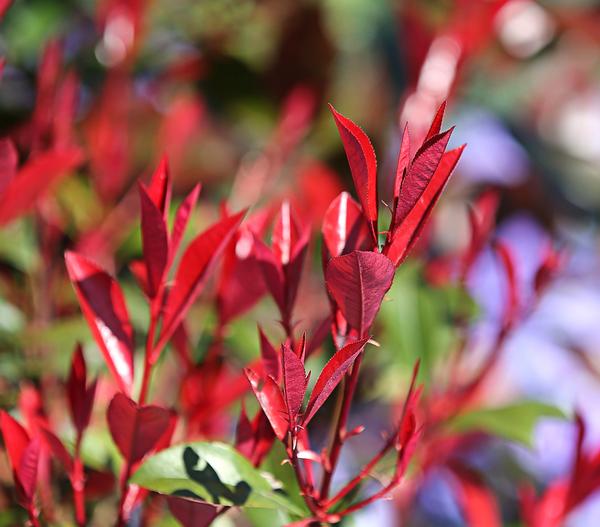 Purpur-Glanzmispel 'Red Robin'