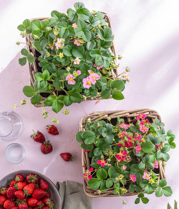 Erdbeere 'Pink Princess'