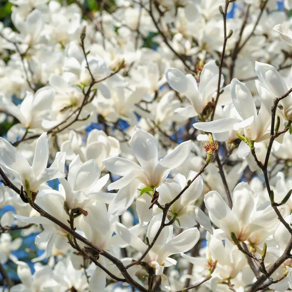 Stermagnolia - Set van 3 - Magnolia 'Stellata' - Hoogte 25-40cm - ⌀9cm