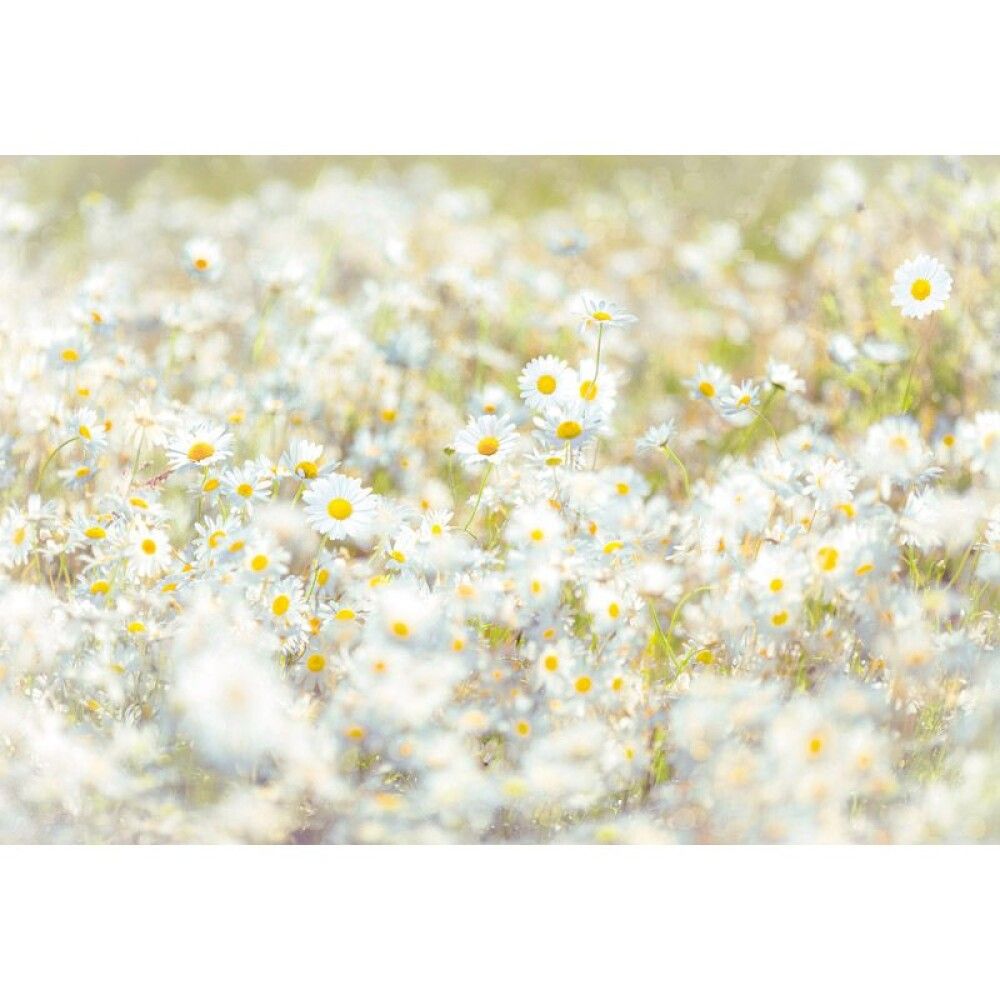 FOTOTAPET KOMAR DAISIES 368X254CM