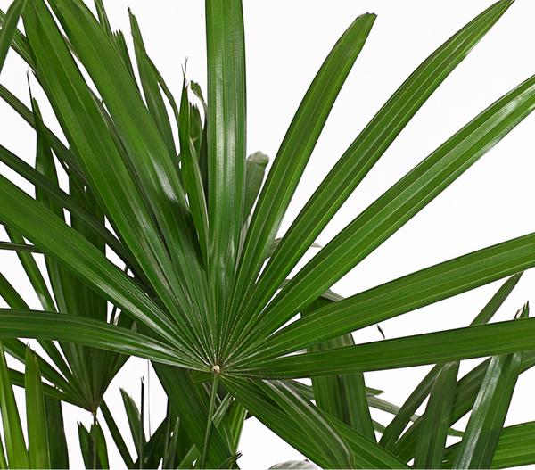 Steckenpalme - Rhapis excelsa