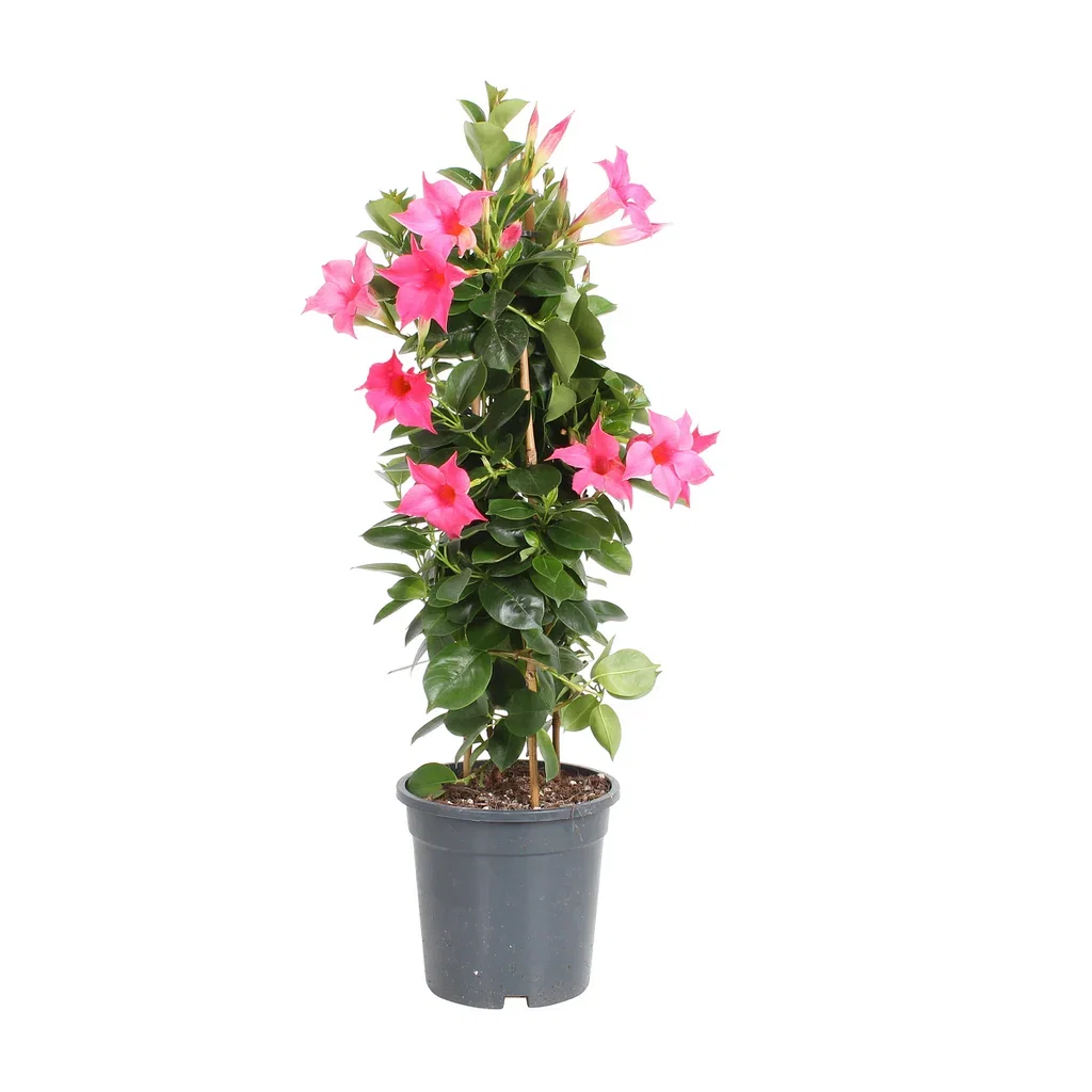 Mandevilla Ynde Ø17 cm