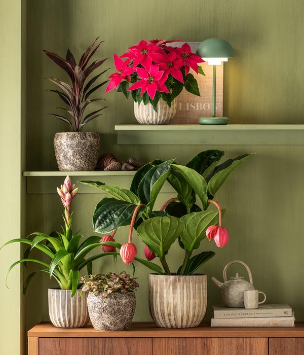 Guzmanie - Guzmania 'Candy'